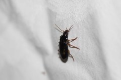 Anisodactylus verticalis