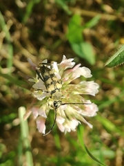 Judolia erratica