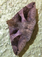 Bastilla arcuata