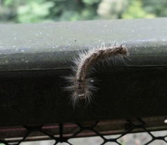 Odonestis bheroba formosae