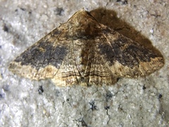 Pericyma