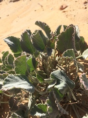 Pelargonium ovale