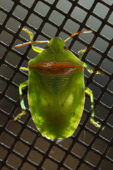 Piezodorus guildinii