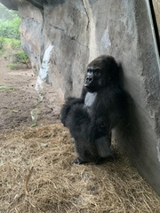 Gorilla gorilla