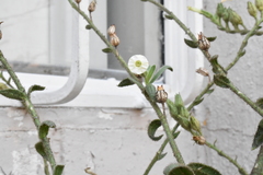 Nicotiana obtusifolia