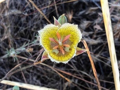 Calochortus weedii intermedius