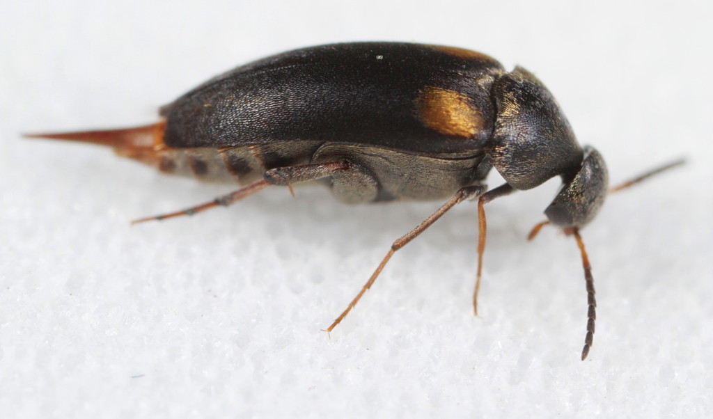 Mordellochroa