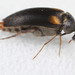 Mordellochroa - Photo (c) cotinis, alguns direitos reservados (CC BY-NC-SA)