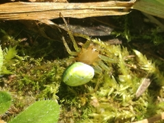 Araniella cucurbitina