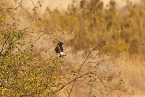 Black Wheatear (Oenanthe leucura)