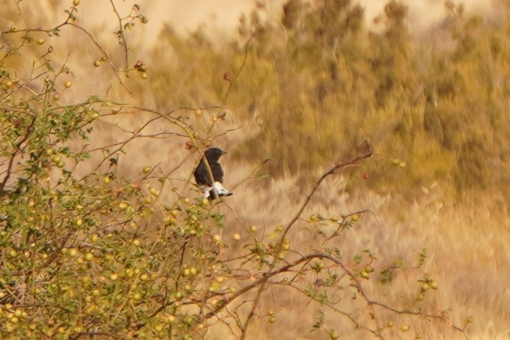 Black Wheatear (Oenanthe leucura)