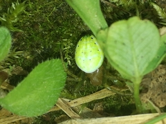 Araniella cucurbitina