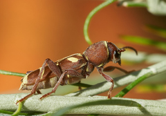 Xylotrechus insignis