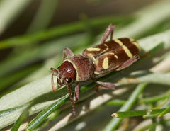 Xylotrechus insignis