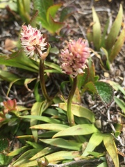 Tofieldia coccinea