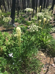 Ligusticum grayi