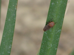 Cicadellidae