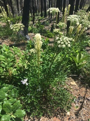 Ligusticum grayi