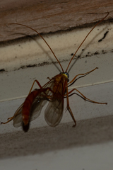 Enicospilus americanus-complex