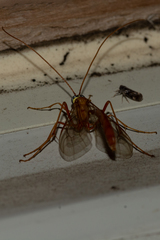 Enicospilus americanus-complex