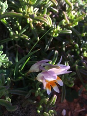 Freesia caryophyllacea