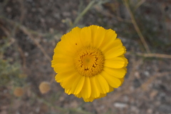 Baileya multiradiata