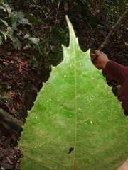 Carpotroche longifolia