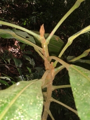 Carpotroche longifolia