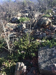 Freesia caryophyllacea