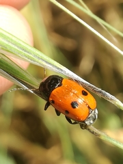 Cryptocephalus trimaculatus