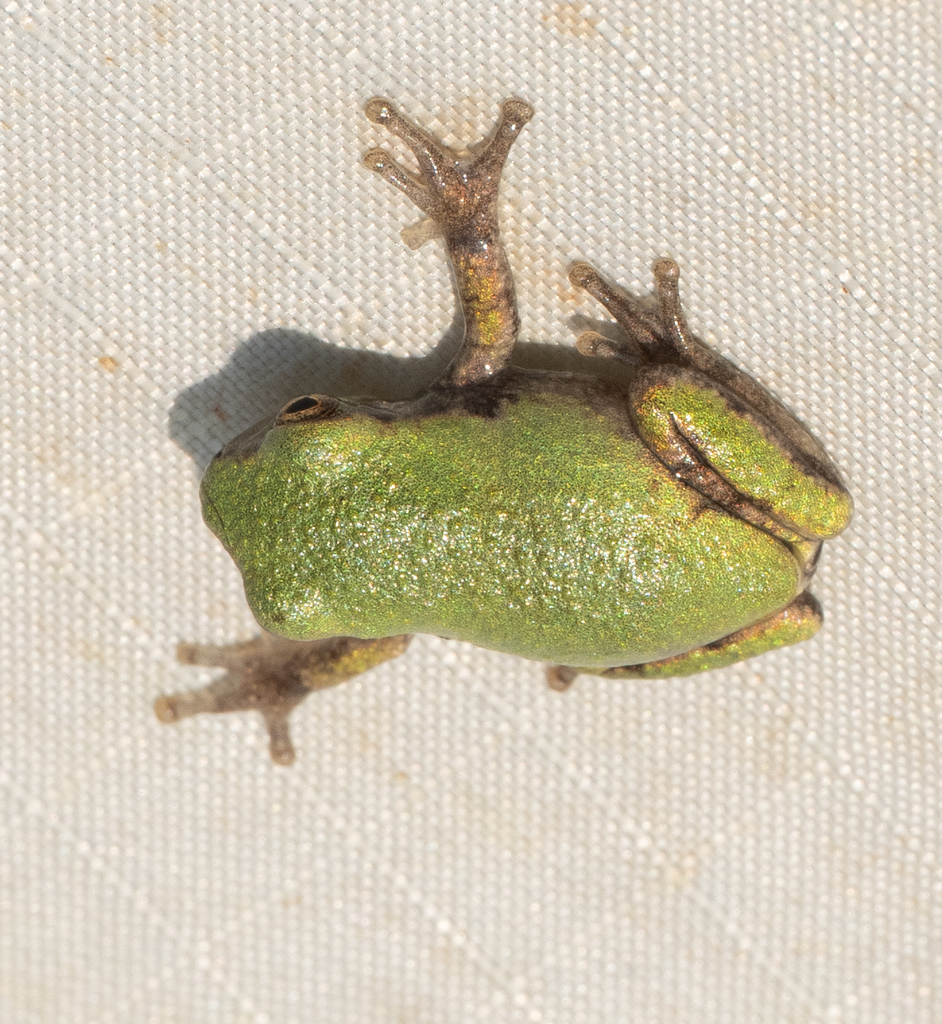 Gray Treefrog Species Complex from Alpha Ridge Park, West Friendship ...