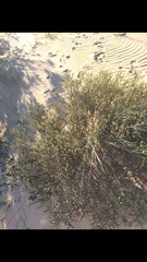 Euchaetis pungens