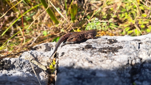 Petracola angustisoma