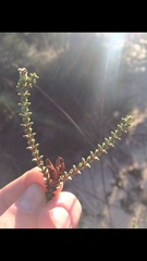 Euchaetis pungens