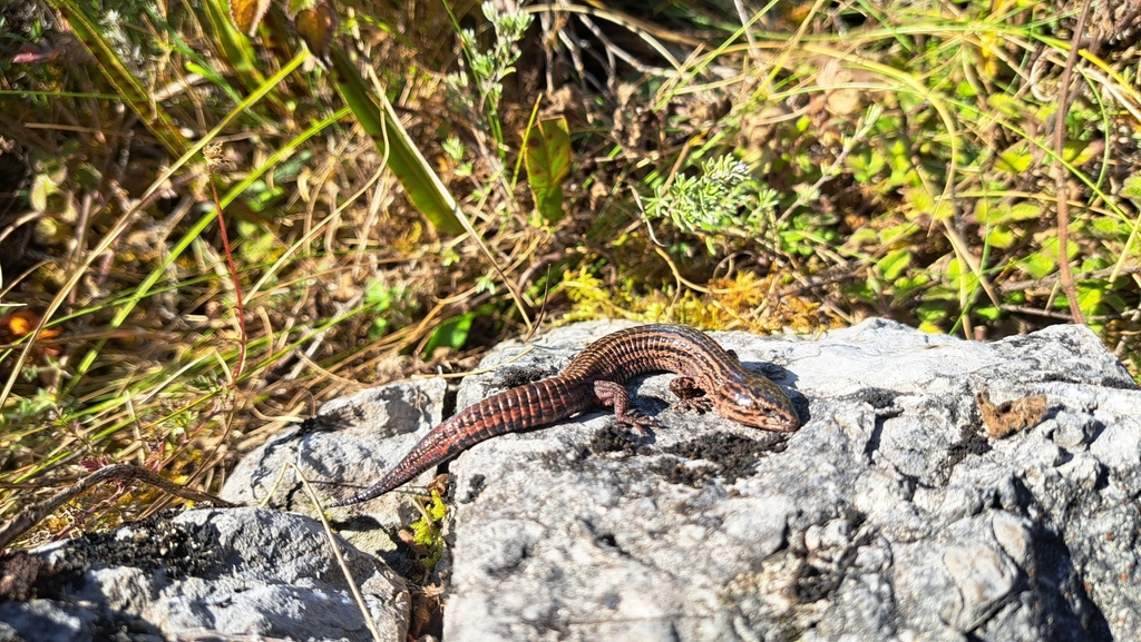 Petracola angustisoma