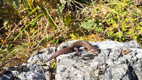 Petracola angustisoma