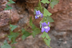 Maurandya antirrhiniflora