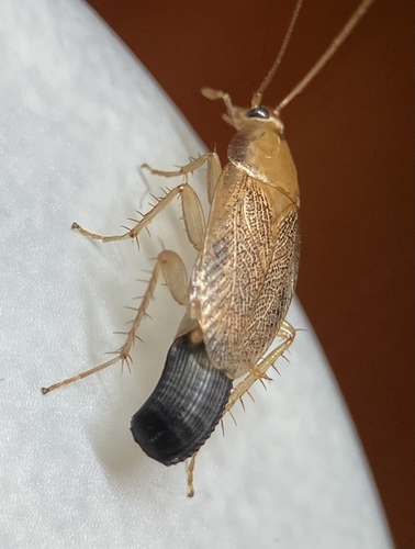 Variable Cockroach, photo 2 of 10