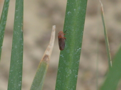 Cicadellidae