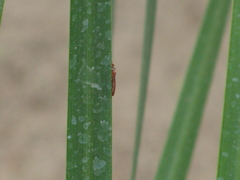Cicadellidae