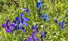 Delphinium menziesii
