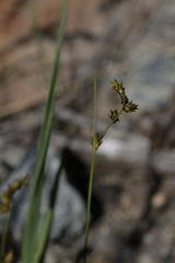 Carex laeviculmis