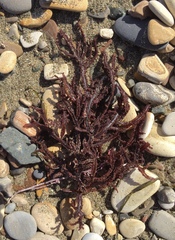 Neoptilota densa