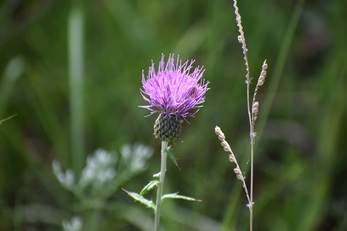 Image of Cirsium virginianum by (c) Ryan Watson, some rights reserved (CC BY)