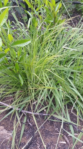 Panicum tenuifolium observed 2019-06-11
