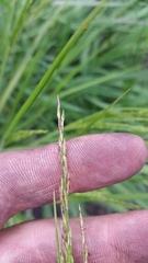 Panicum tenuifolium