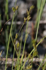 Carex laeviculmis