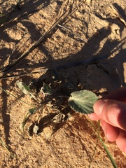 Pelargonium ovale