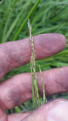 Panicum tenuifolium
