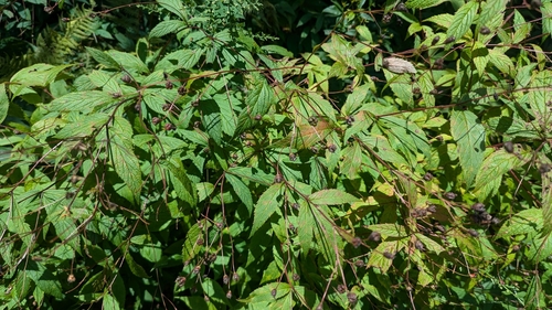 Image of Gillenia trifoliata by (c) Alina Martin, some rights reserved (CC BY)